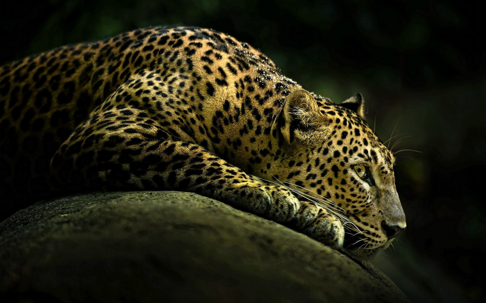 Image - European Jaguar.png | Animal Jam Clans Wiki | FANDOM powered by