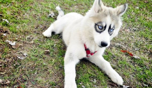 Funny Odd Dog Breeds Cool Wallpaper Png Funny Odd Dog Breeds Cool Wallpaper Png