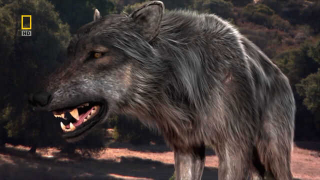 File:Direwolf.jpg