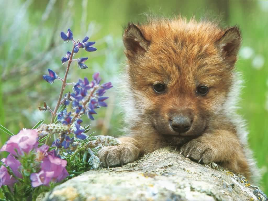 image baby wolf backgrounds jpg animal jam clans wiki fandom