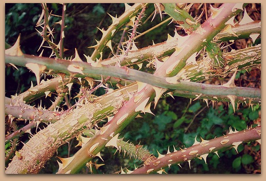 Image result for thicket of briars