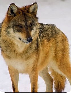 image so pretty wolf 1 1 zpsad1918b8 jpg animal jam clans wiki