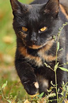 tabby calico cat with copper eyes
