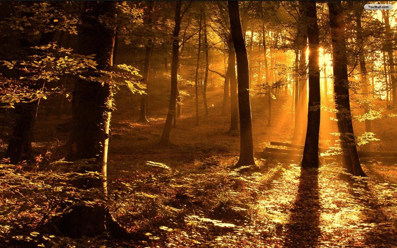 image autumn forest wallpaper hd 1280x800 jpg animal jam clans