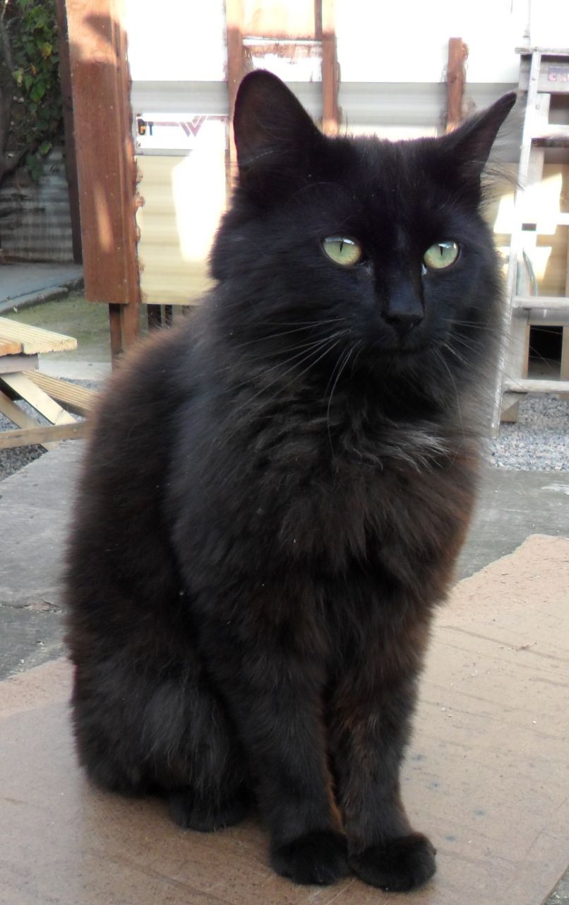 Image Black Fluffy Long Haired Boy Cat 1 Year Old Bear