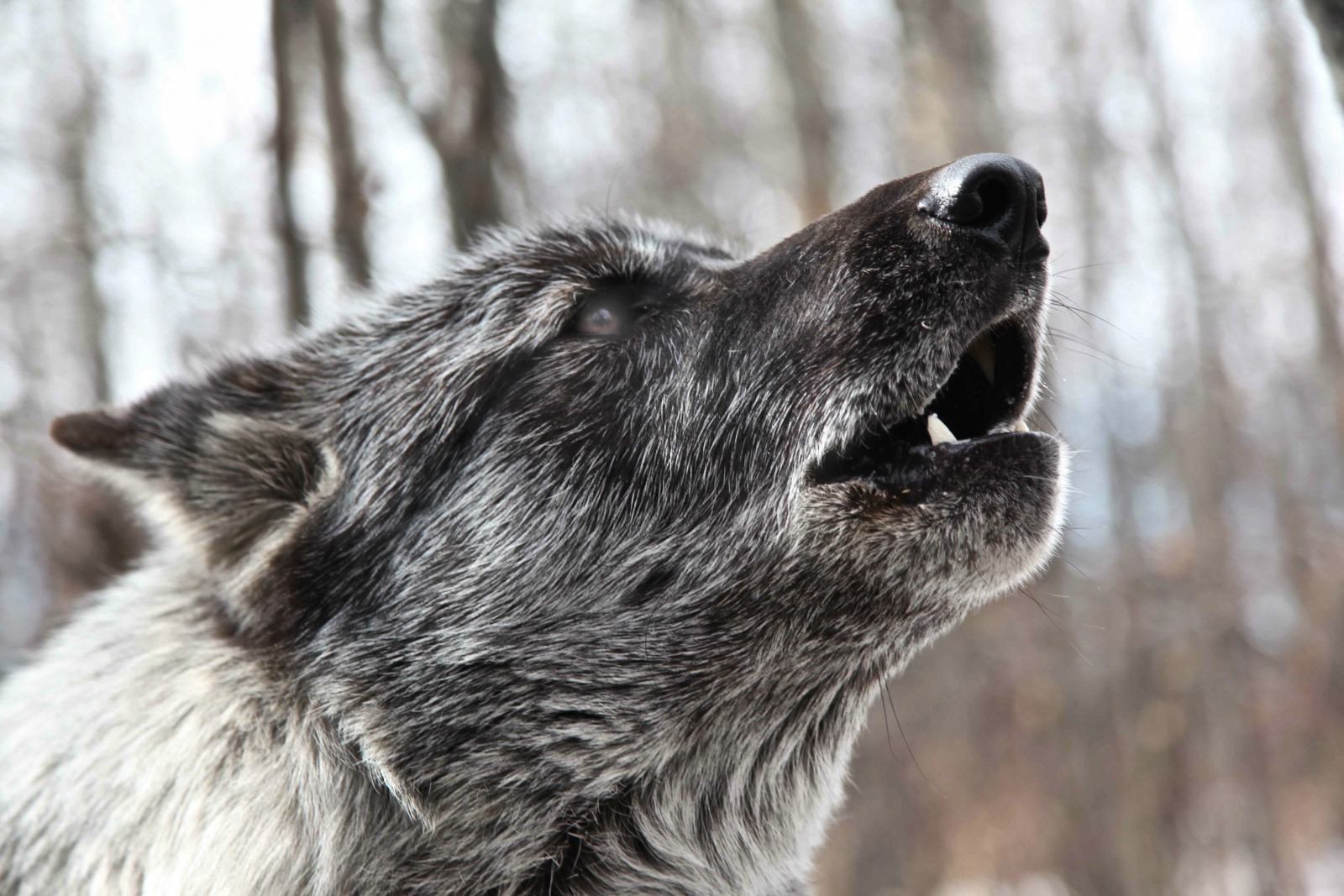 image unnatural enemies wolf jpg animal jam clans wiki