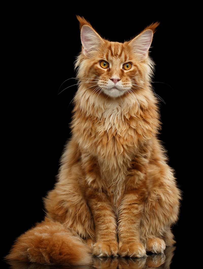 what breed is an orange tabby cat