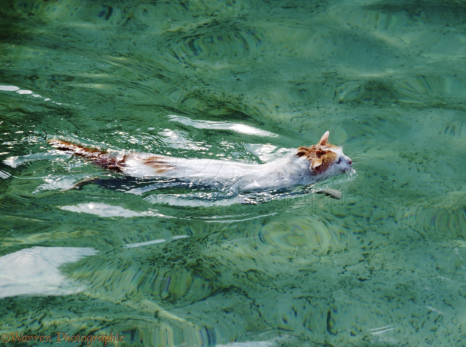 Image - 00285-Turkish-Van-Cat-swimming.jpg | Animal Jam ...