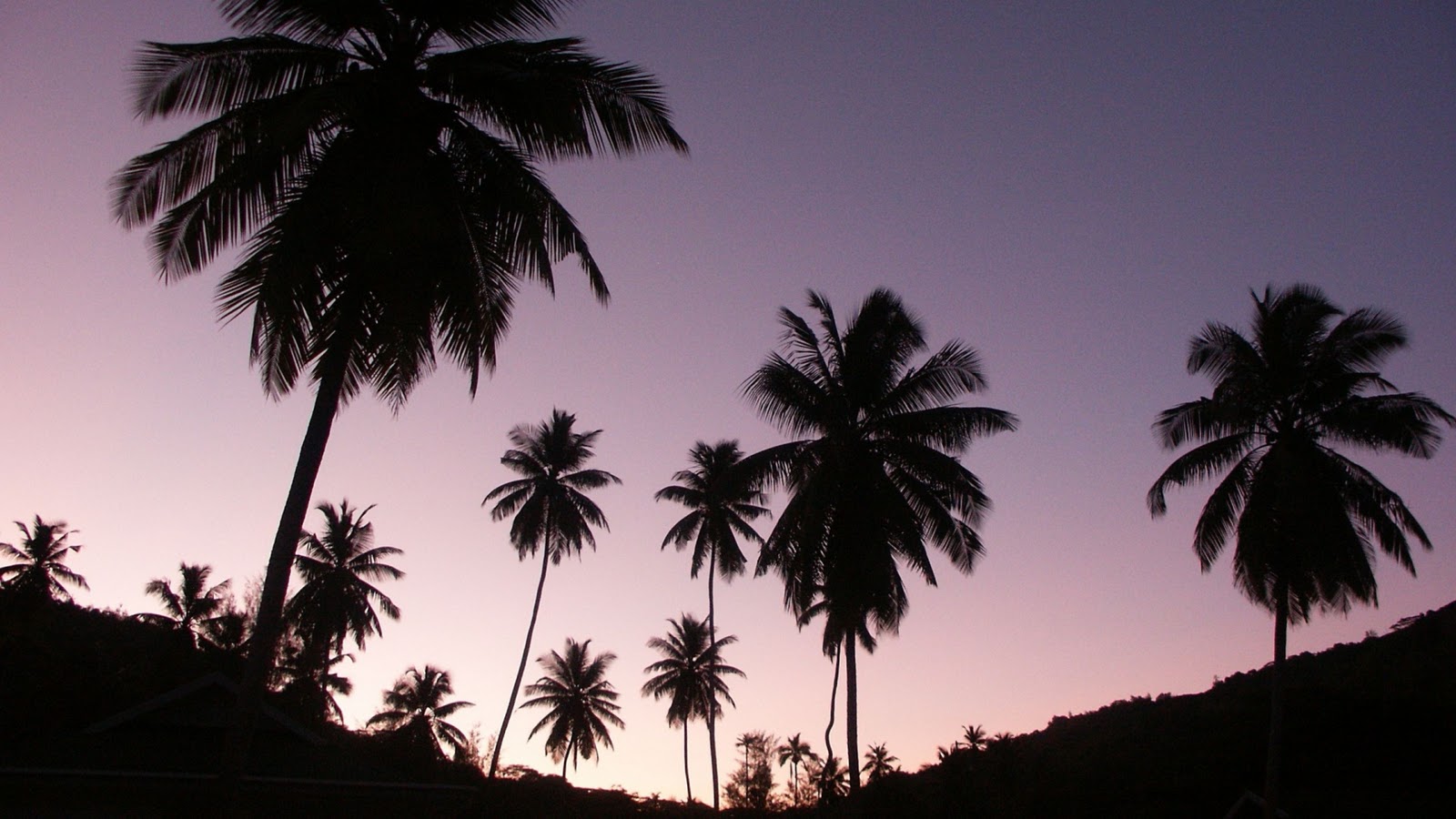 image california palm trees tumblr background wallpaper 2 jpg