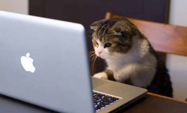 File:Cat-working-from-home2-snark-design.jpg
