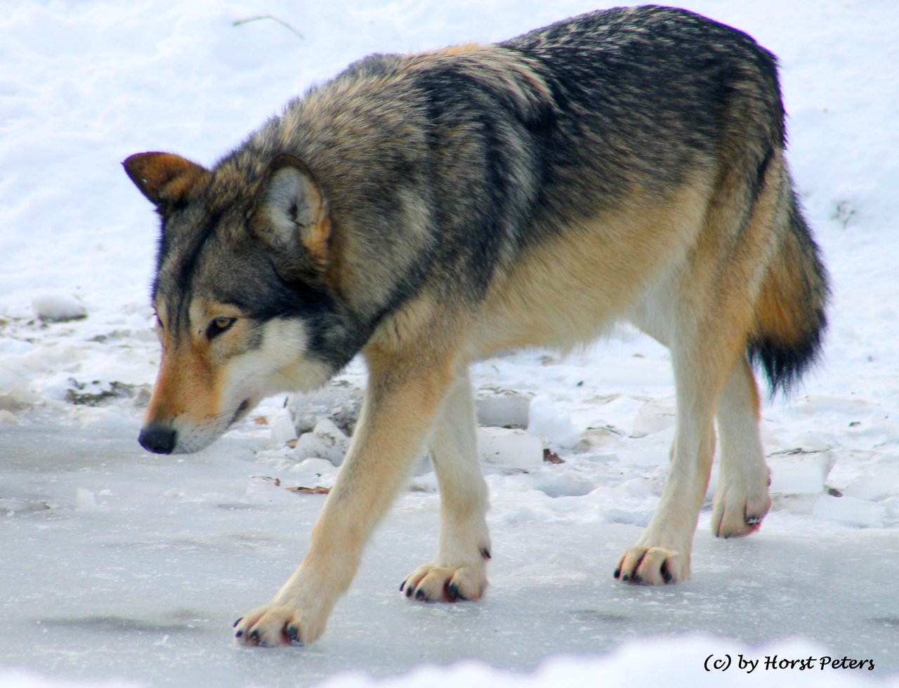 image timber wolf timberwolf 5 by bluesgrass d5tjuui jpg animal