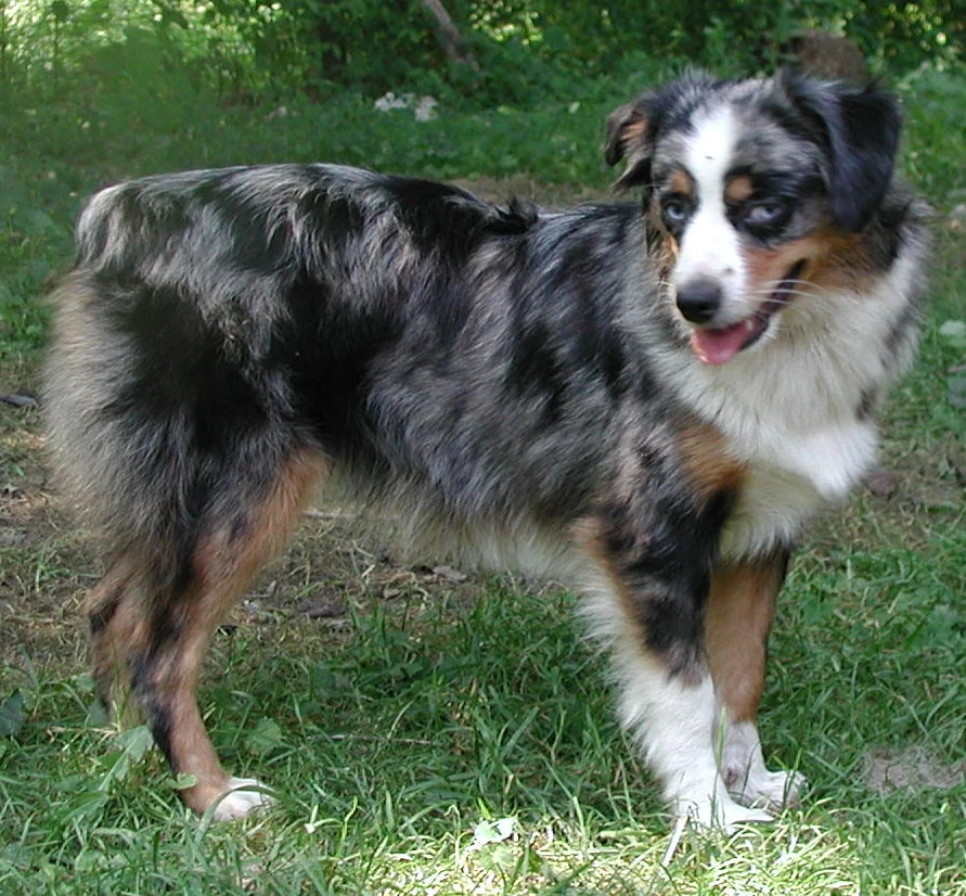 Image - Australian-Shepherd-3.jpg | Animal Jam Clans Wiki | FANDOM ...