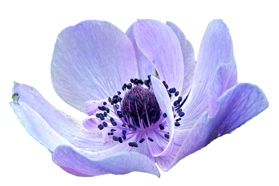 Image - Anemone-purple-flower.png | Animal Jam Clans Wiki | FANDOM