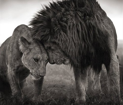 image lioness and lion love black and white 03 jpg animal jam