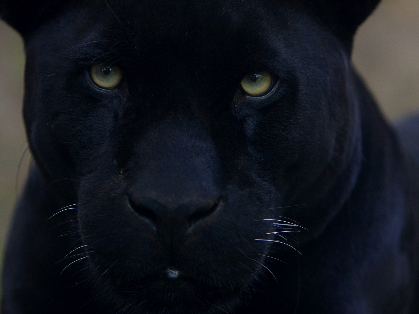 Image Black  Panther  Face  Colseup Animal High Qaulity 