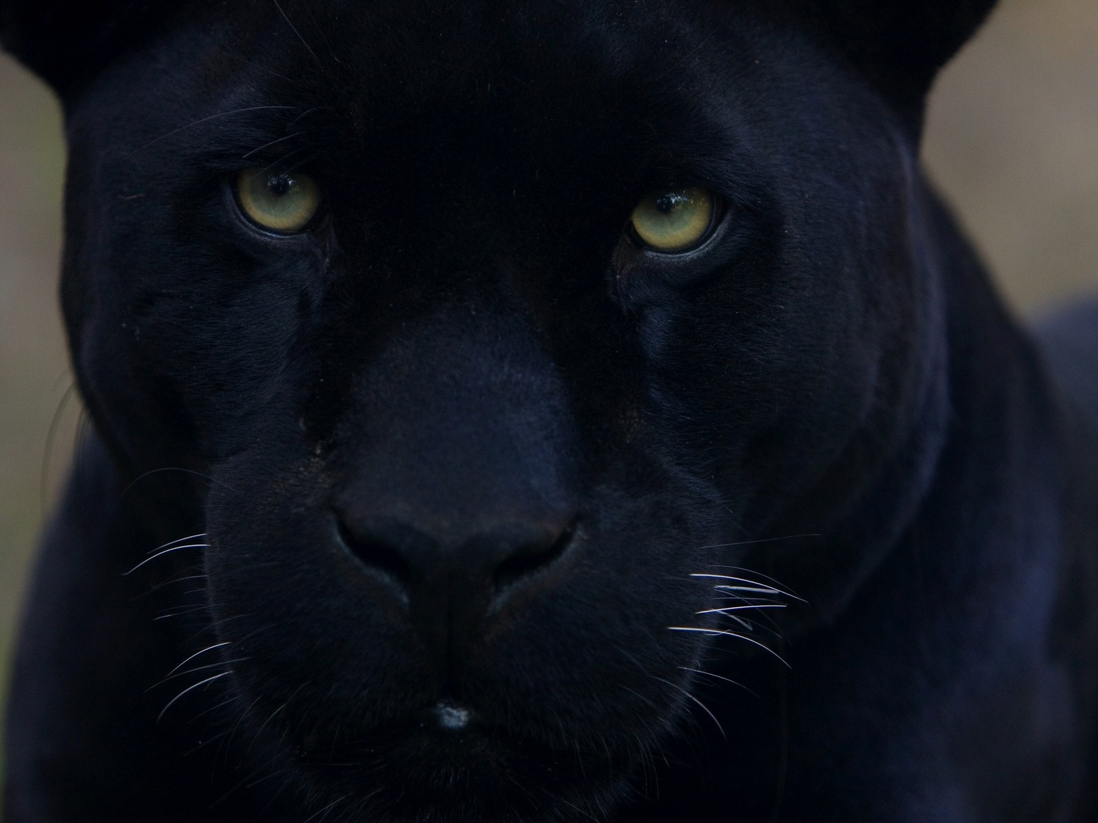 Image Black Panther Face Colseup Animal High Qaulity Image Black Panther Face Colseup Animal High Qaulity