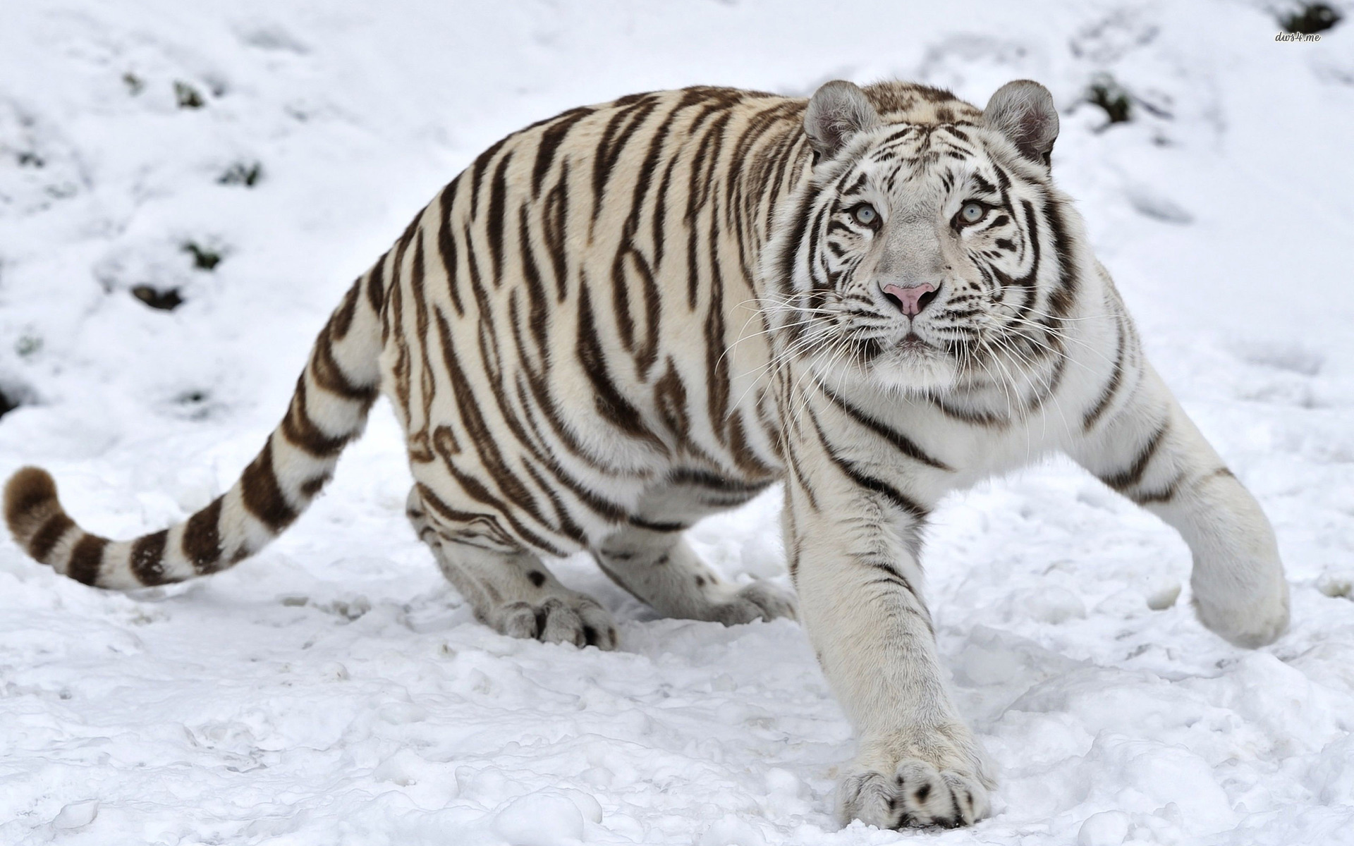 image white tiger wallpaper widescreen hd 1 jpg animal jam