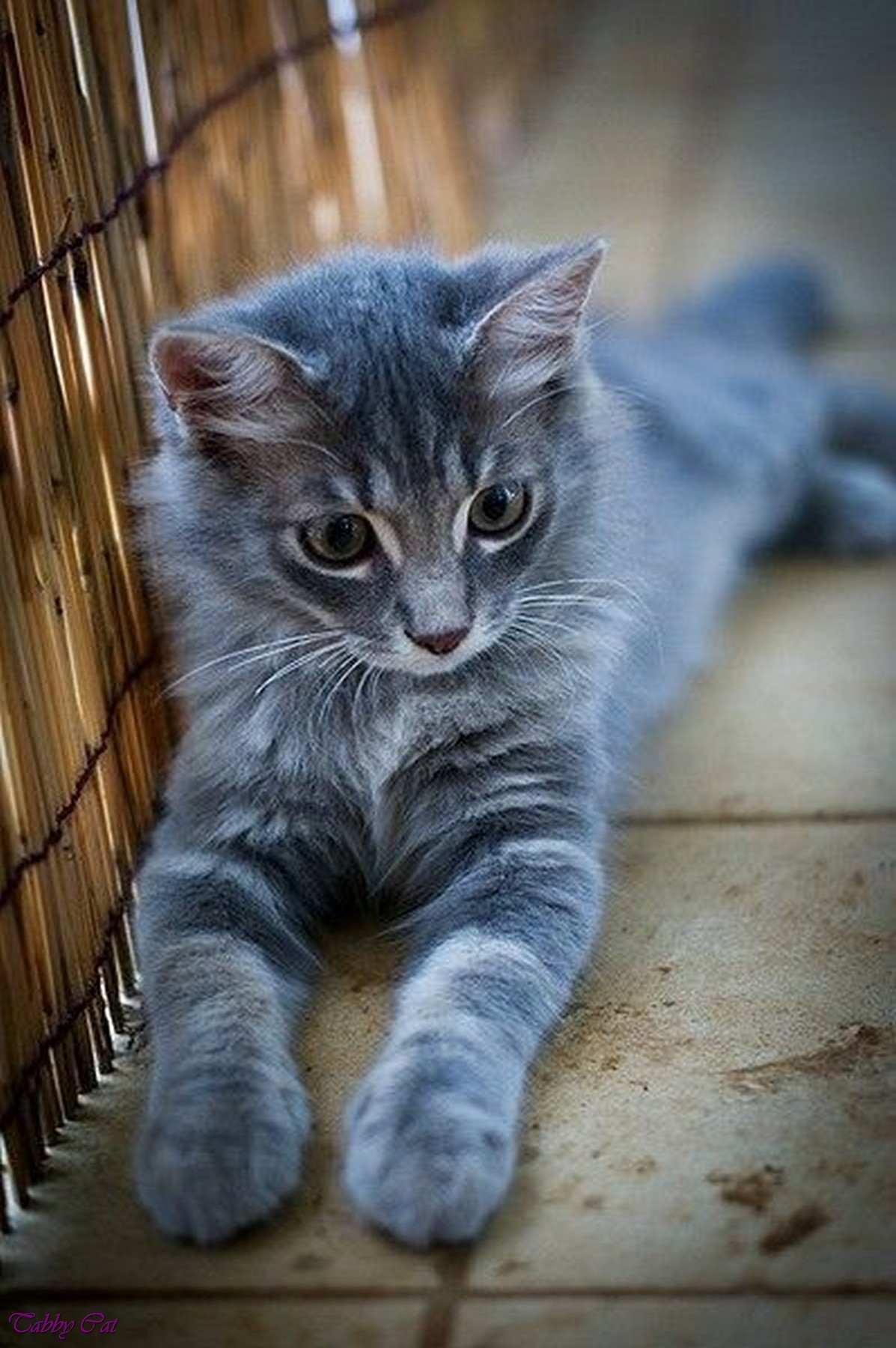 pretty grey tabby kitten with blue eyes