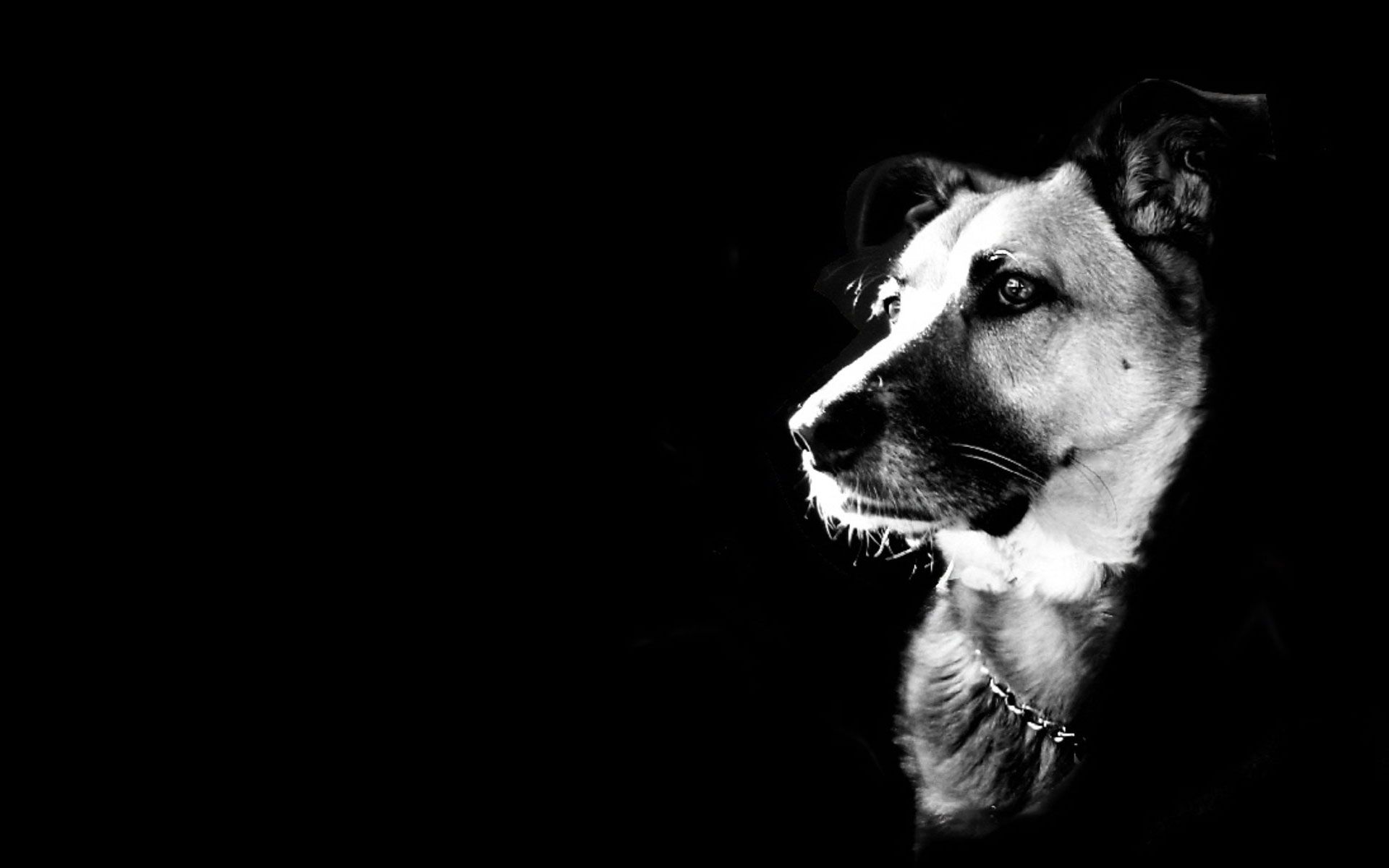 Image - Black-and-white-dog-wallpaper-Is-Cool-Wallpapers.jpg | Animal