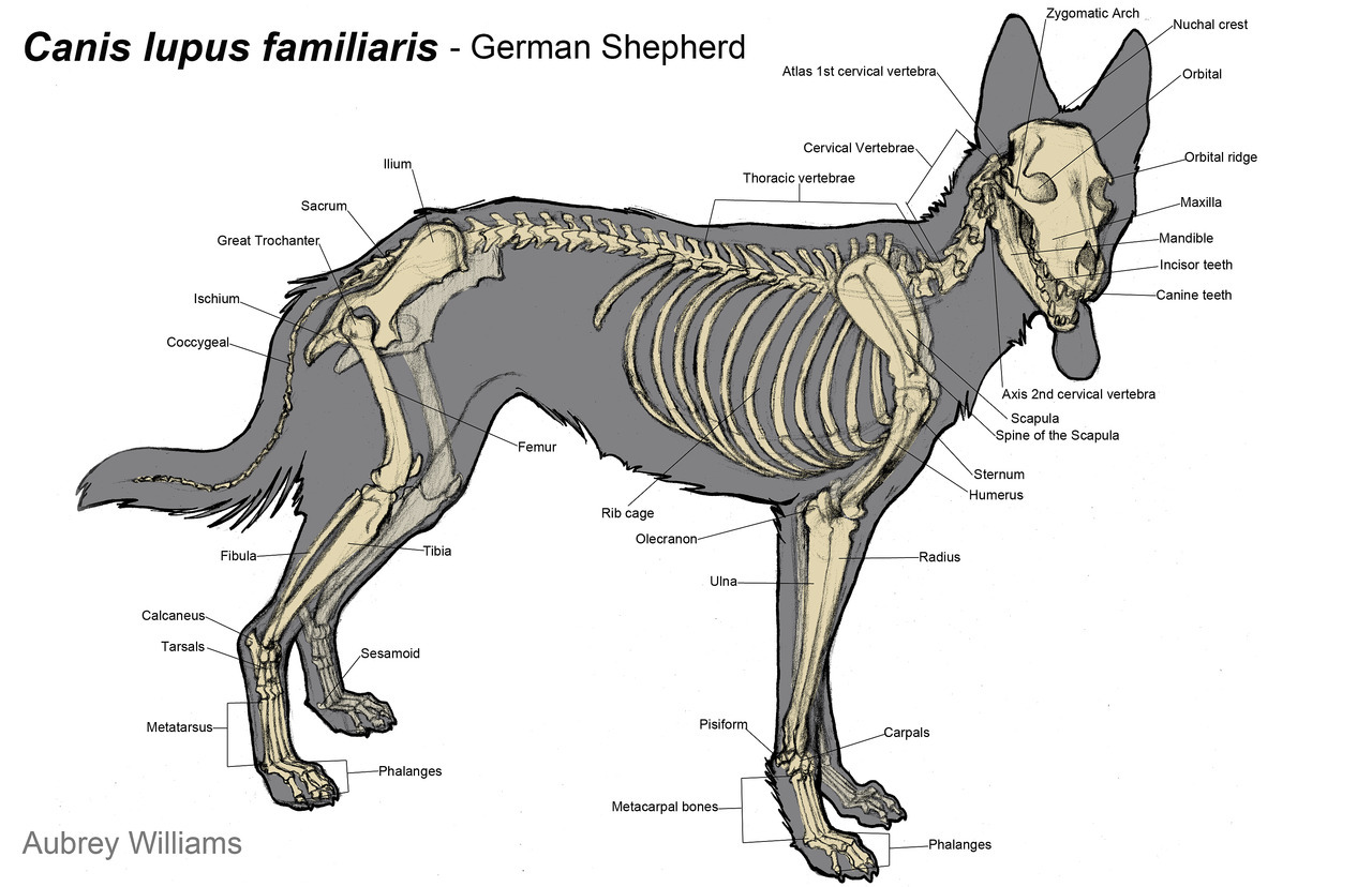 Image - Canine Anatomy 1.jpg | Animal Jam Clans Wiki | FANDOM powered