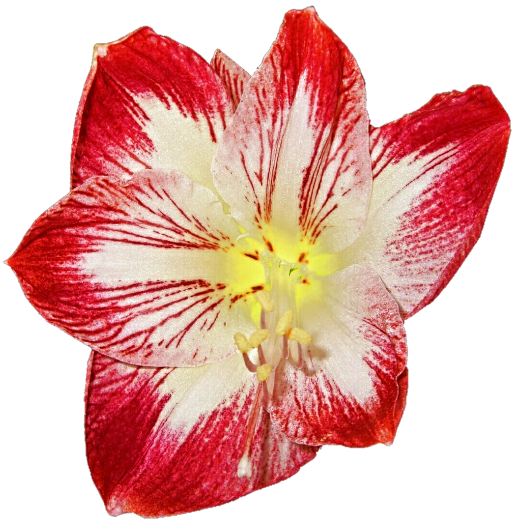 Image - Christmas amaryllis by jeanicebartzen27-d8duifa.png | Animal
