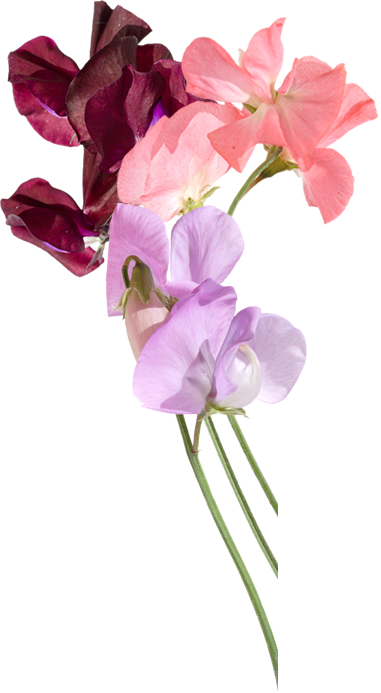 Image - Flowers left transparent.png | Animal Jam Clans Wiki | FANDOM