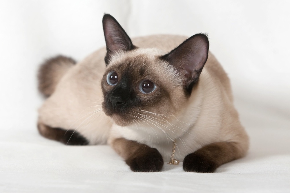 image siamese cats jpg animal jam clans wiki fandom powered by