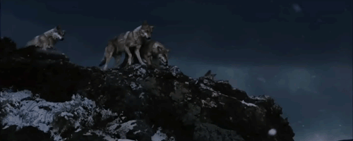 Tumblr_o1dxas773S1sy2z51o1_500.gif