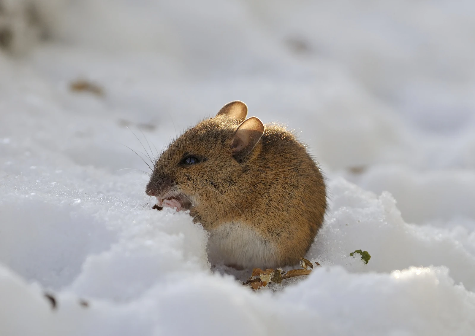 Image BigstockWoodMouseinsnow6721051.jpg Animal Jam Clans Wiki