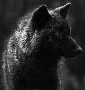 Black Wolf