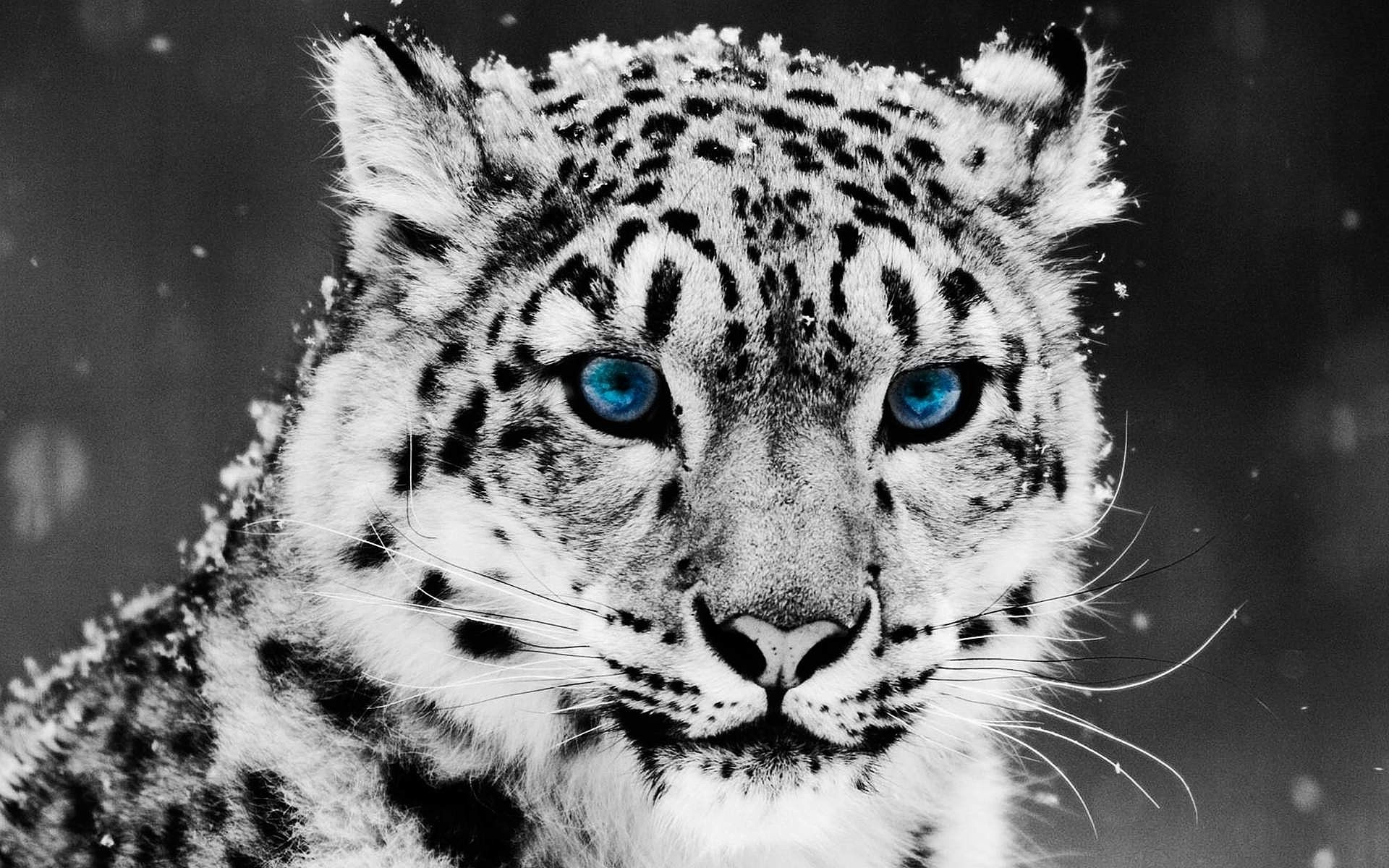 Image Baby Snow Leopard With Blue Eyes Wallpaper 2jpg Animal