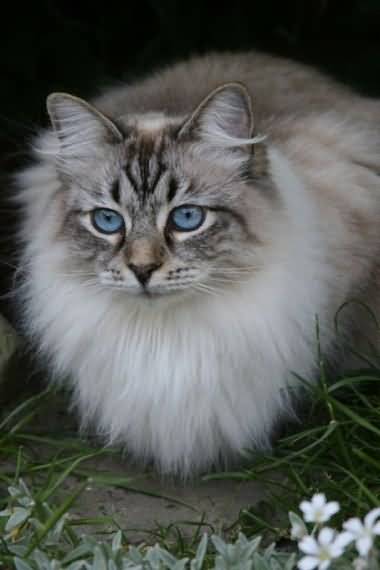 Image - Grey-Siberian-Cat-With-Blue-Eyes.jpg | Animal Jam Clans Wiki ...