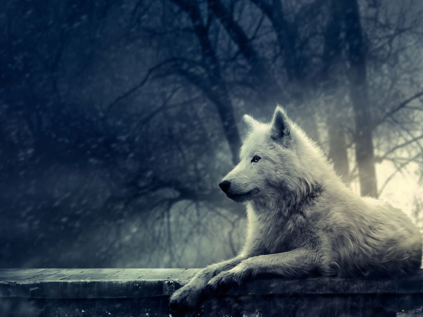 image hd pretty wolf images jpg animal jam clans wiki fandom