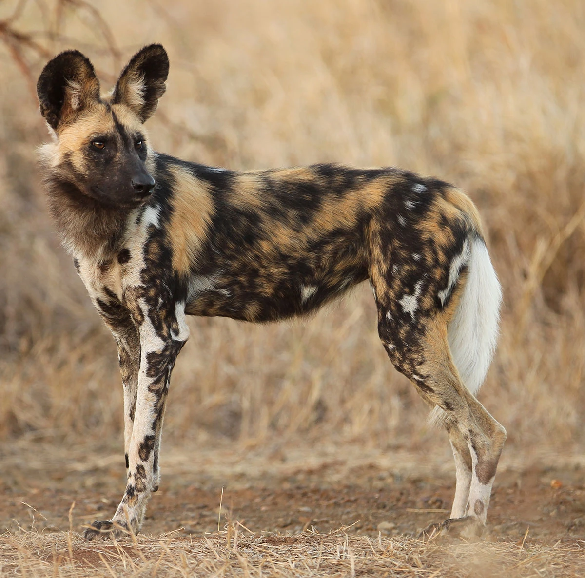Image African Painted Dog look ideas.jpg Animal Jam Clans Wiki