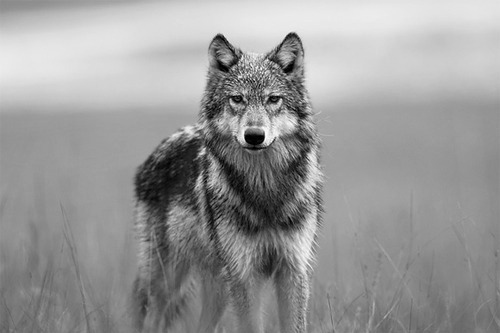 Animal animals black black amp white black and white black white favim com 84679 jpg Animal animals black black amp white black and white black white favim com 84679 jpg