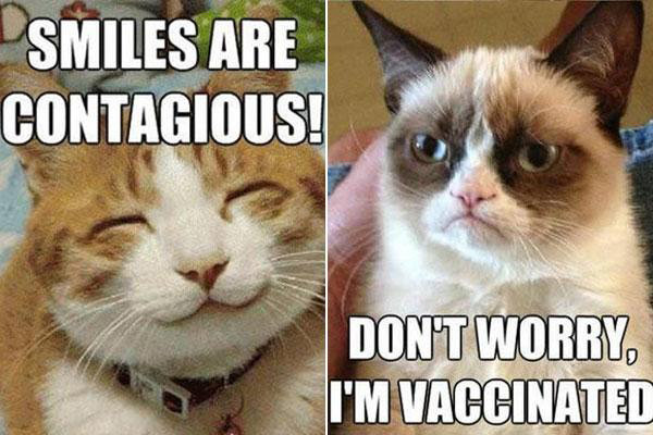 Grumpy Cat Wiki Grumpy Cat Wiki