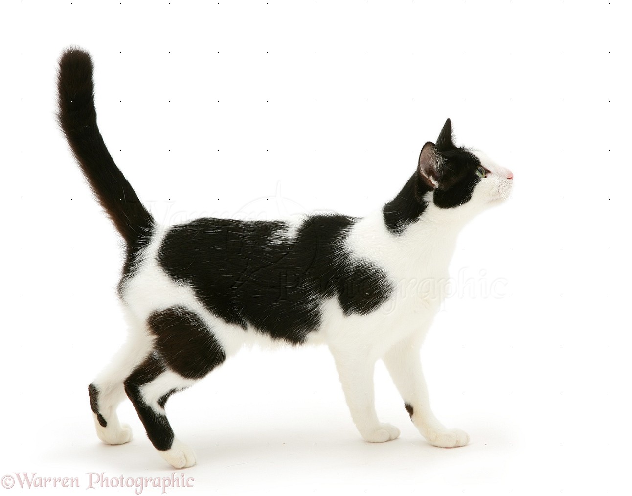 Black Cat Species Name Black Cat Species Name