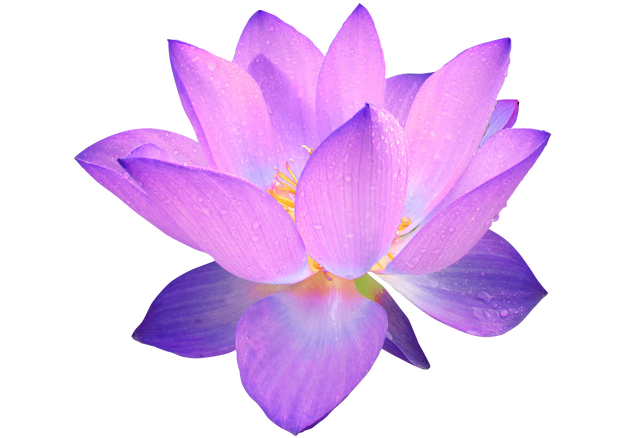 Image - Purple-lotus-flower.png | Animal Jam Clans Wiki | FANDOM