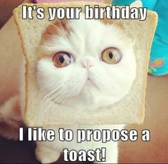 image happy birthday cat meme 10 jpg animal jam clans wiki