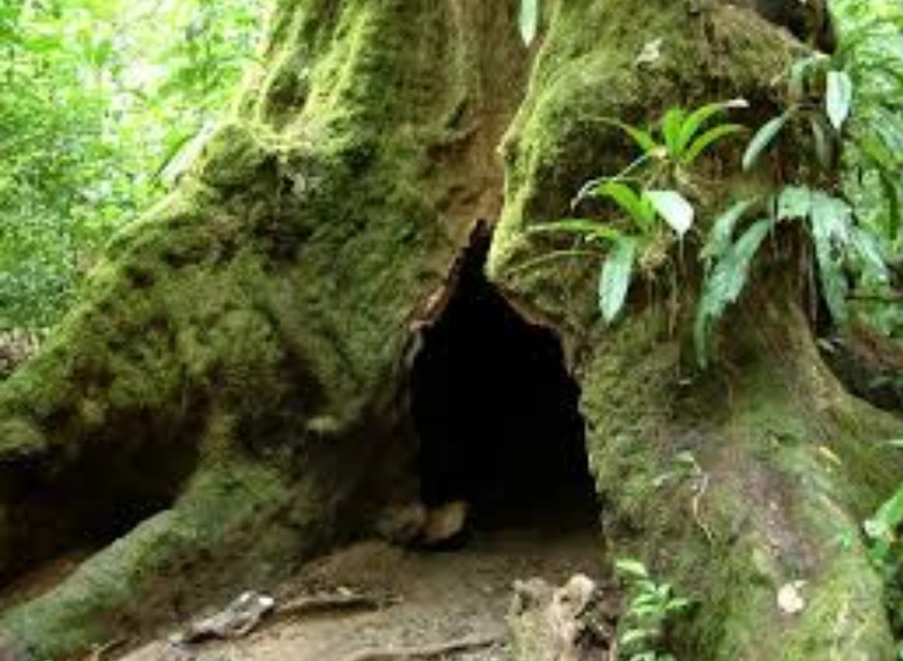 Image Medicine Cat Den MistyClan.png Animal Jam Clans Wiki FANDOM