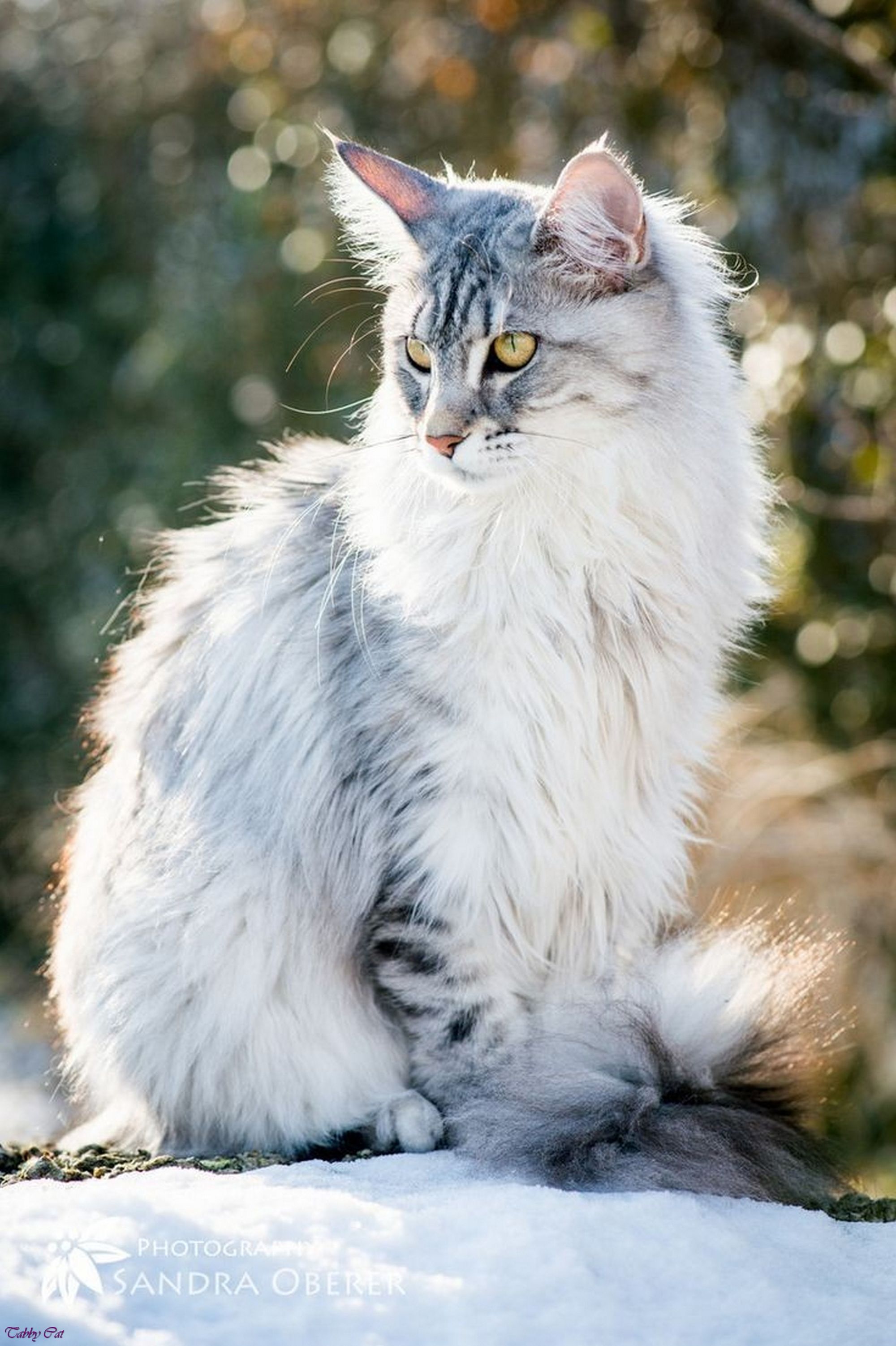 black and white tabby cat long hair