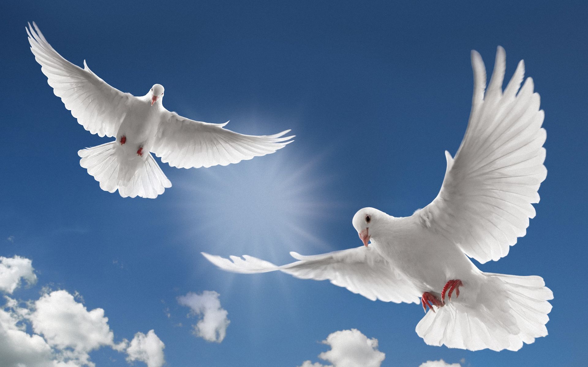 image dove bird flying wallpaper 4 jpg animal jam clans wiki