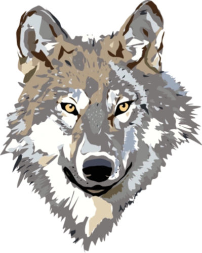 Image - Gray-wolf-clip-art-9dc4brKdcE.png | Animal Jam Clans Wiki | FANDOM powered by Wikia