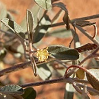 Goatweed