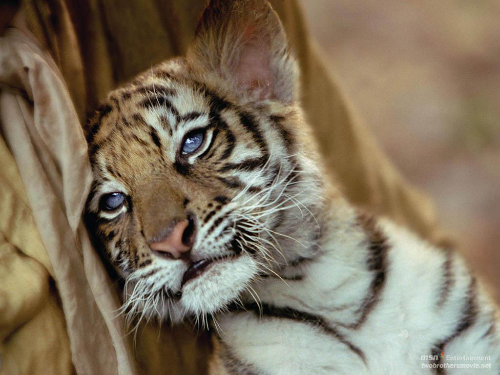 Image Cute Baby White Tiger Cubs Hd Tiger Bengal Tiger Face