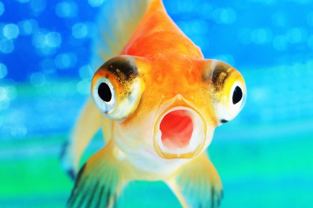 image prod goldfish jpg animal jam clans wiki fandom powered