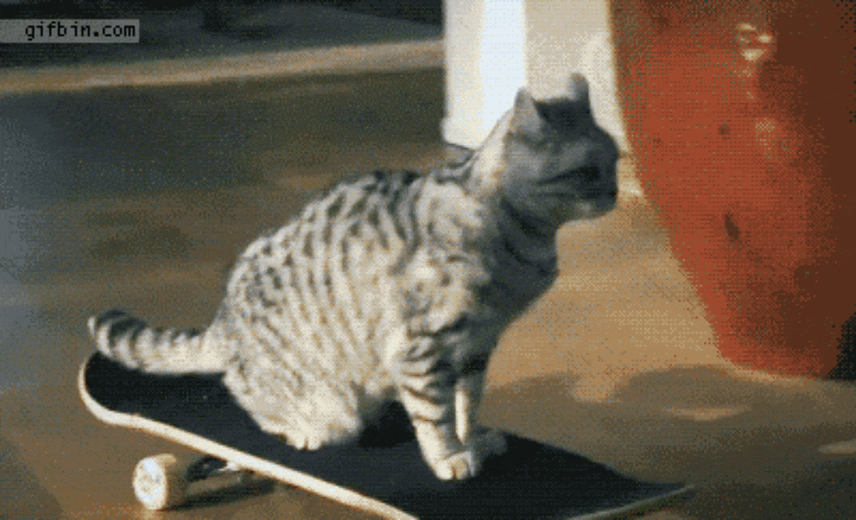 image funniest cat gifs on the internet 38gif gif animal jam