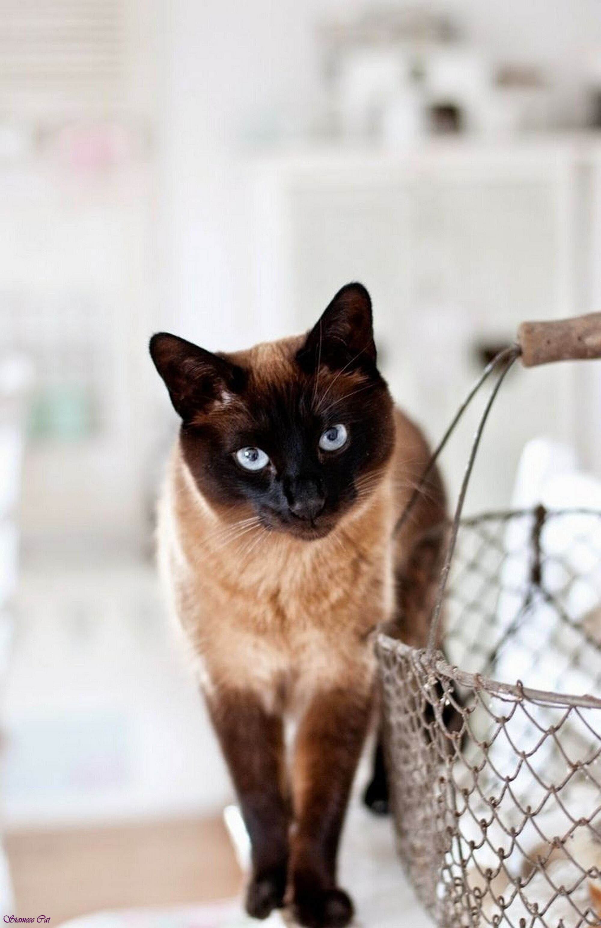 image-black-siamese-cat-with-blue-eyes-black-half-siamese-cat-black