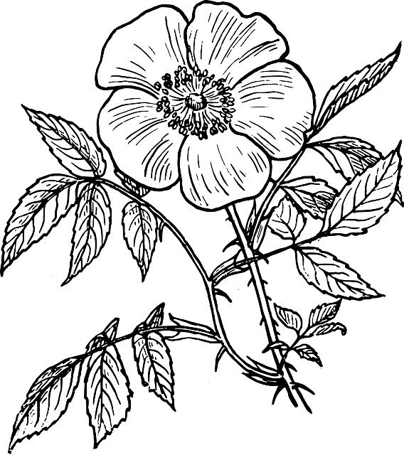 Image - Black-outline-drawing-plants-flower-white-flowers-public-RTbriJ