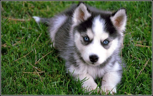 White Dog Blue Eyes Corgi Husky White Dog Blue Eyes Corgi Husky